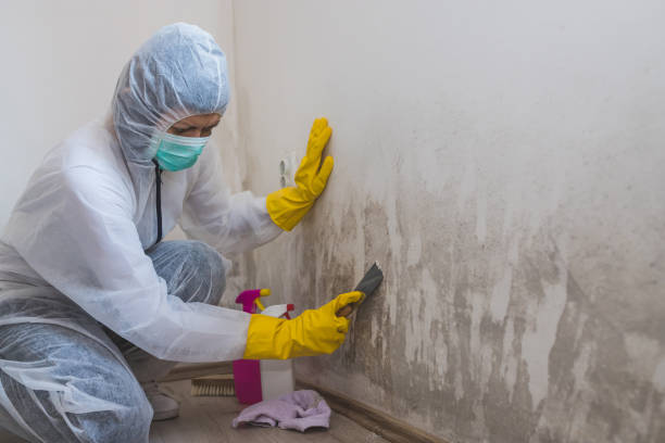 Trusted Hazel Park, MI Mold Removal Experts