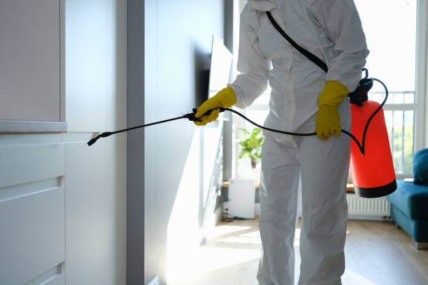 Best Mold Remediation  in Hazel Park, MI