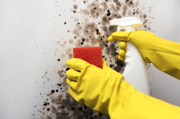 Best Mold Removal Process  in Hazel Park, MI