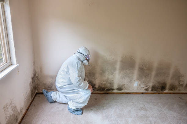 Best Mold Cleaning Services  in Hazel Park, MI