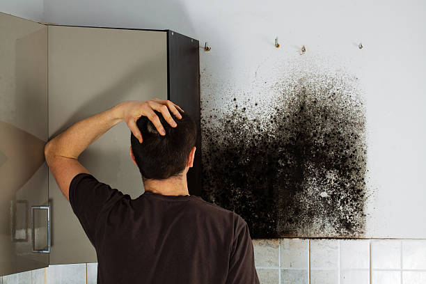 Best Same-Day Mold Removal  in Hazel Park, MI