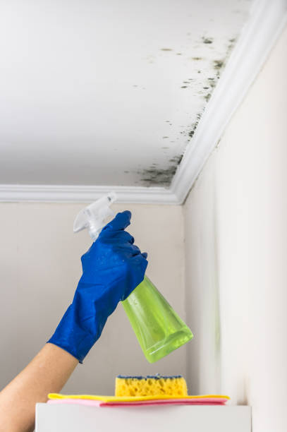 Best Certified Mold Removal  in Hazel Park, MI